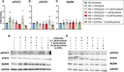 Ruxolitinib does not completely abrogate the functional capabilities of TLR4/9 ligand-activated NK cells